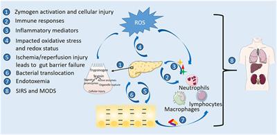 Recent Advances on Nutrition in Treatment of Acute Pancreatitis